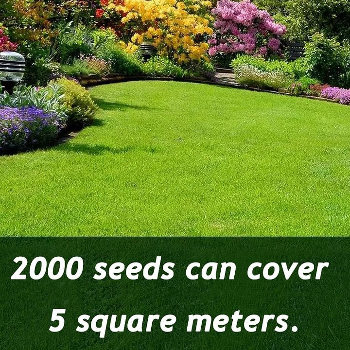 Evergreen dwarf grass seed for four seasons