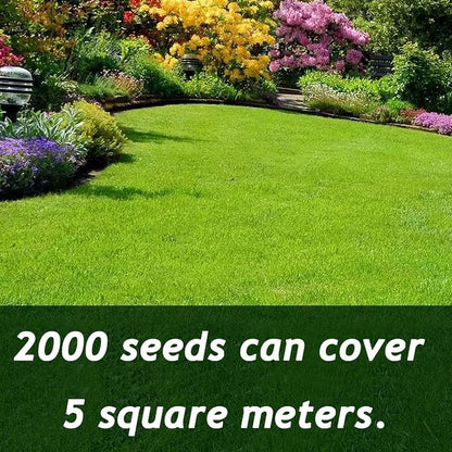 Evergreen dwarf grass seed for four seasons