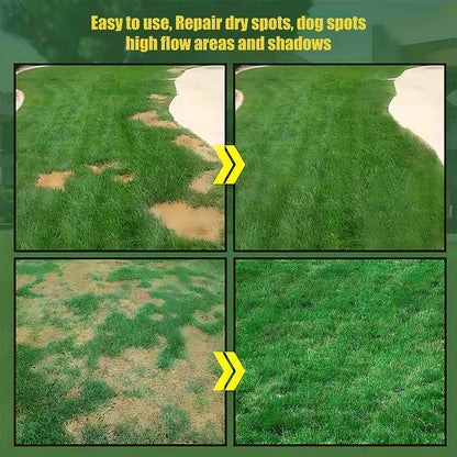 Evergreen dwarf grass seed for four seasons