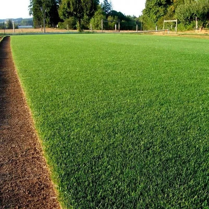Evergreen dwarf grass seed for four seasons