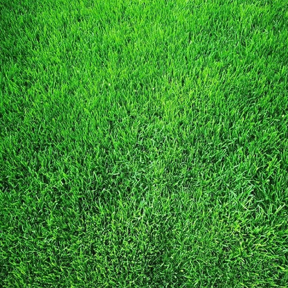 Evergreen dwarf grass seed for four seasons