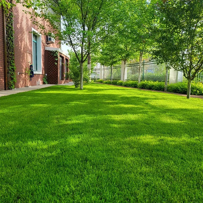 Evergreen dwarf grass seed for four seasons
