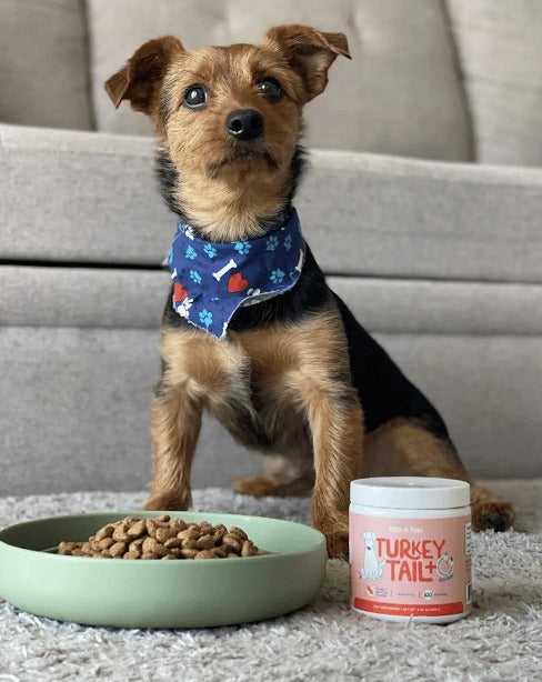 Turkey Tail Mushroom + Probiotic Formula