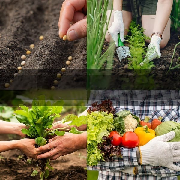🌱 Suitable for Americas Soil and Climate🌱Vegetable Seed Vault Kit | 35 Varieties🔥