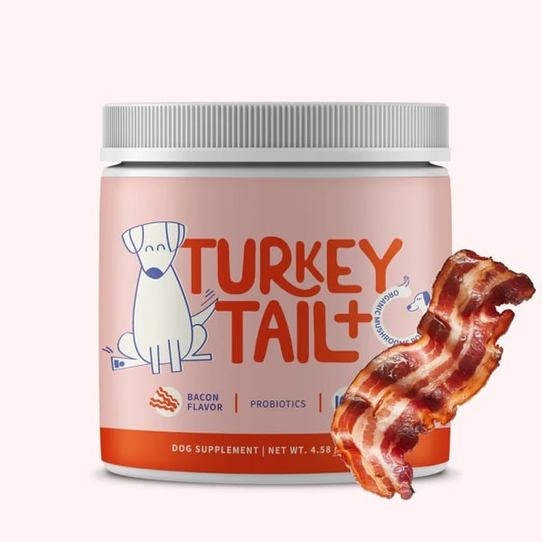 Turkey Tail Mushroom + Probiotic Formula